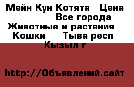 Мейн Кун Котята › Цена ­ 15 000 - Все города Животные и растения » Кошки   . Тыва респ.,Кызыл г.